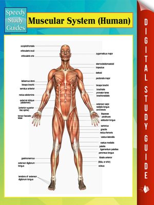 cover image of Muscular System (Human)